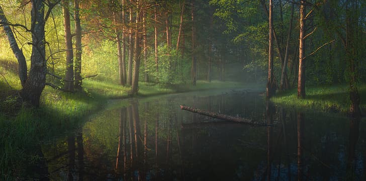 Ilya Melikhov, krajobraz, bagno, drzewa, woda, trawa, ciemność, pień drzewa, odbicie, Tapety HD