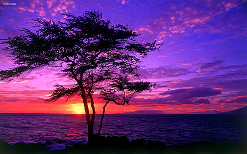 아름다운 풍경 나무 바다 일몰 Hd 벽지 3842, HD 배경 화면 HD wallpaper