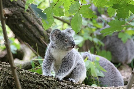 животное, милый, мех, серый, среда обитания, коала, коала, листья, немного, млекопитающее, на открытом воздухе, примат, сидеть, дерево, дикий, живая природа, дерево, молодой, зоопарк, HD обои HD wallpaper