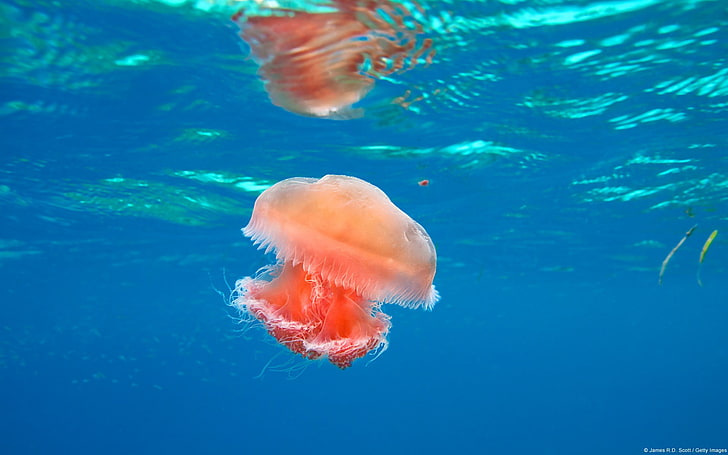 Медузы у острова Димакья-Windows 10 обоев, красные медузы, HD обои