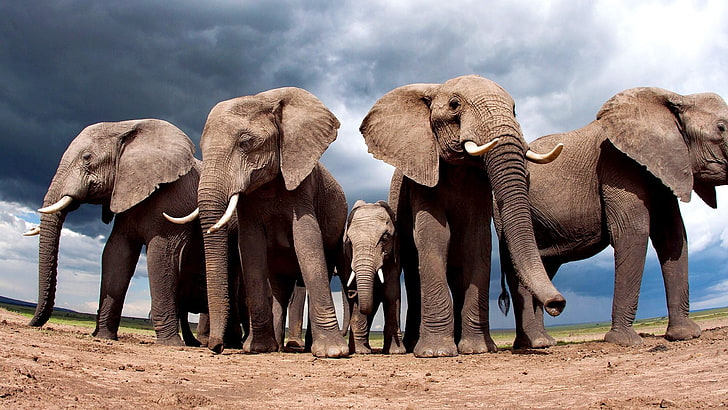 elefanti marroni, animali, natura, elefante, paesaggio, sabbia, nuvole, obiettivo fisheye, vista a vite senza fine, cuccioli di animali, Sfondo HD