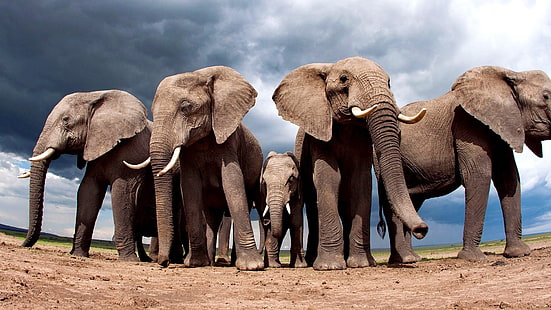 elefanti marroni, animali, natura, elefante, paesaggio, sabbia, nuvole, obiettivo fisheye, vista a vite senza fine, cuccioli di animali, Sfondo HD HD wallpaper