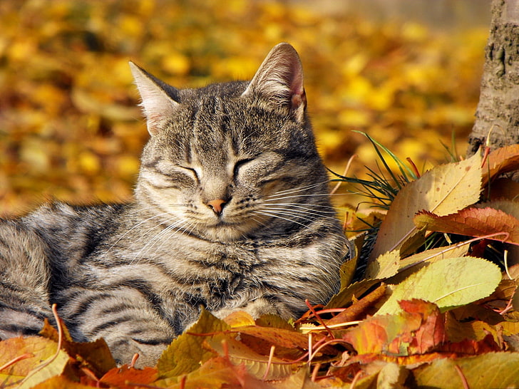 krótkowłosy kot brązowy pręgowany, kot, kaganiec, śpiący, drzemka, liście, jesień, Tapety HD