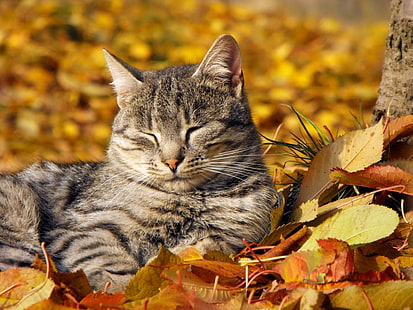 short-fur brown tabby cat, cat, muzzle, sleeping, nap, leaves, autumn, HD wallpaper HD wallpaper