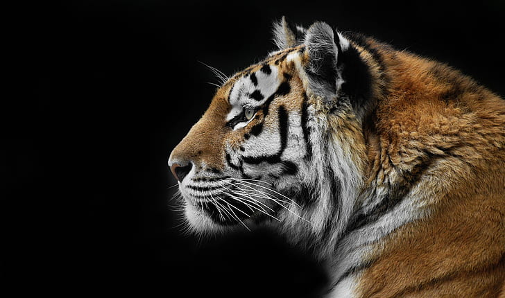 natureza, tigre, plano de fundo, besta, HD papel de parede