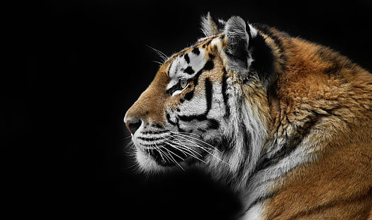natureza, tigre, plano de fundo, besta, HD papel de parede HD wallpaper