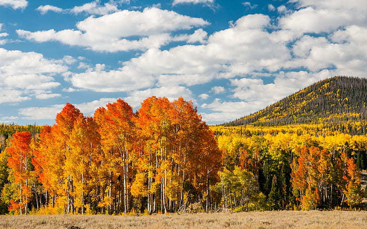 秋の森の木、黄色の葉、丘、秋、森、木、黄色、葉、丘、 HDデスクトップの壁紙