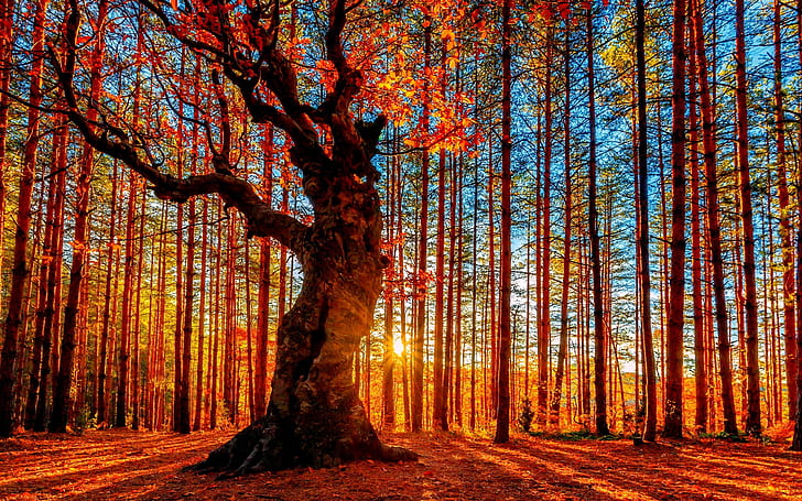 Hermoso bosque al atardecer de otoño, árboles, hojas rojas, Hermoso, Otoño,  Fondo de pantalla HD | Wallpaperbetter