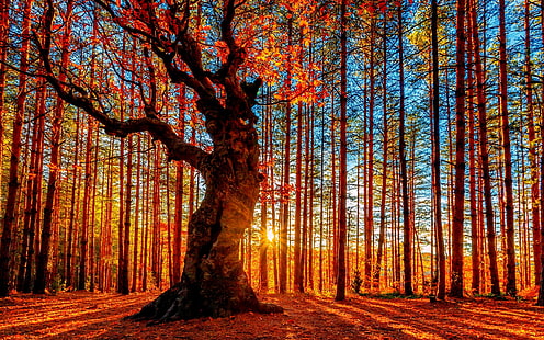 Güzel sonbahar günbatımı ormanı, ağaçlar, kırmızı yapraklar, Güzel, Sonbahar, Gün batımı, Orman, Ağaçlar, Kırmızı, Yapraklar, HD masaüstü duvar kağıdı HD wallpaper