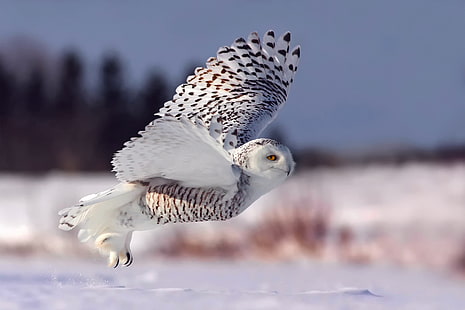 winter, snow, flight, owl, the rise, snowy owl, white owl, HD wallpaper HD wallpaper