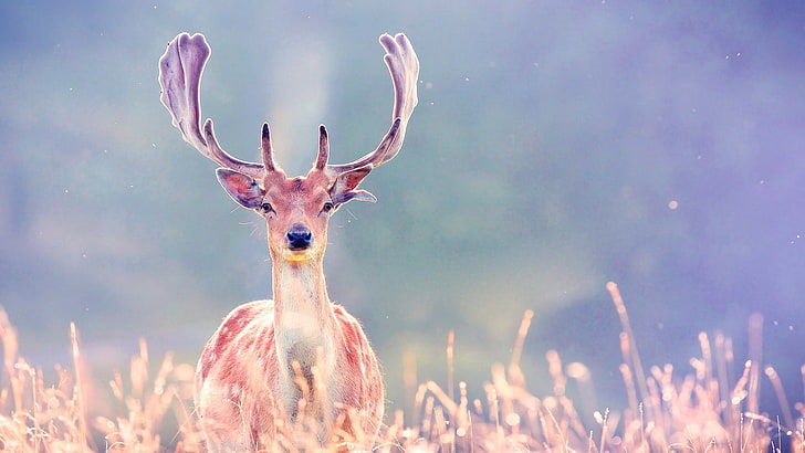 deer, HD wallpaper