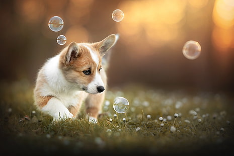 ฤดูร้อนธรรมชาติแต่ละสุนัข Corgi, วอลล์เปเปอร์ HD HD wallpaper