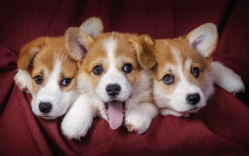 3つの短いコーティングされた茶色と白の子犬、ウェールズのコーギー、子犬、犬、 HDデスクトップの壁紙 HD wallpaper