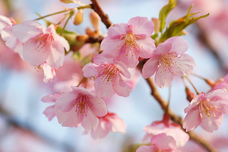 花フォーカス写真、笑顔、花、フォーカス、写真、桜、桜、サクラ、ピンク色、自然、枝、木、日本、春、植物、花びら、花頭、花、クローズアップ、 HDデスクトップの壁紙 HD wallpaper
