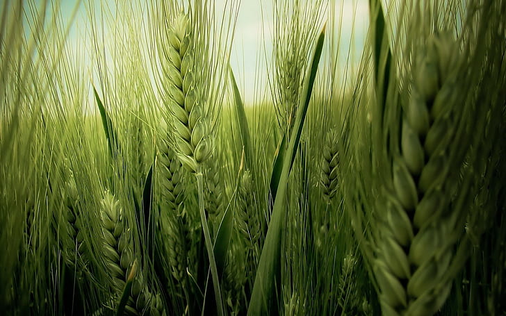 緑の麦畑、小麦、フィールド、自然、 HDデスクトップの壁紙