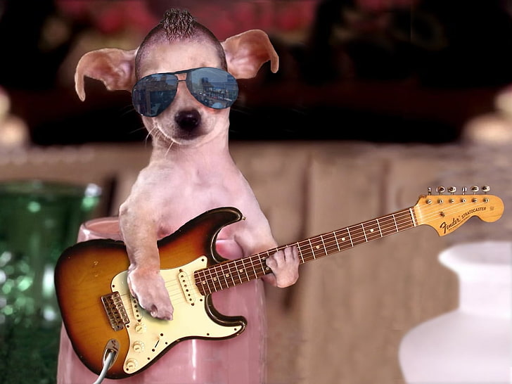 Cool Guitar Star, взрослый белый чихуахуа, прикол, собака, HD обои