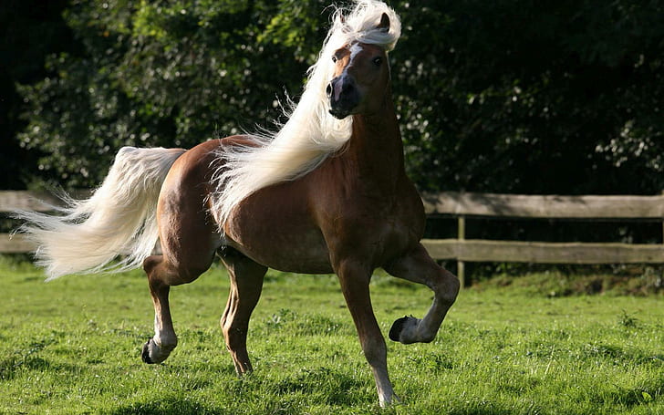 Splendid horse, brown horse, animals, 1920x1200, horse, HD wallpaper