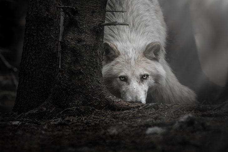 สัตว์มืดหมาป่า, วอลล์เปเปอร์ HD