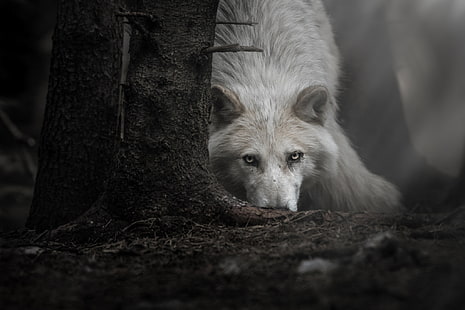 animals, dark, wolf, HD wallpaper HD wallpaper