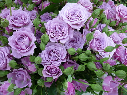 rosas moradas, rosas, capullos, rosas lilas, Fondo de pantalla HD HD wallpaper