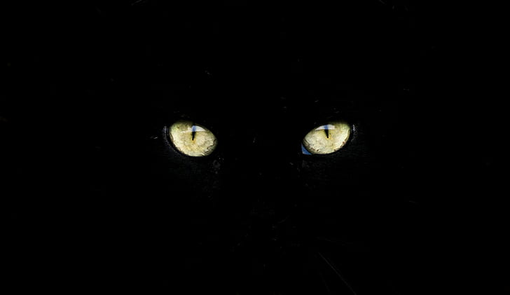 fotografi mata kucing close up, Watch, mata saya, mata kucing, fotografi close up, sony, noir, schwarz, nero, czarny, preto, negro, augen, ojo, gozler, gözler, obrolan, katze, gatto, kot, gato,katt, kedi, hewan, Kucing domestik, tampak, Warna hitam, Wallpaper HD