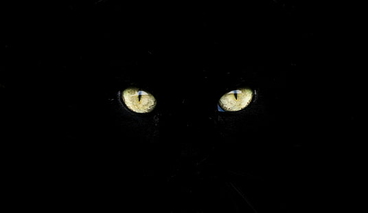 котешко око отблизо фотография, Гледайте, очите ми, котешко око, фотография отблизо, sony, noir, schwarz, nero, carny, preto, negro, augen, ojos, gozler, gözler, chat, katze, gatto, kot, gato, кат, кеди, животно, домашна котка, изглежда, черен Цвят, HD тапет HD wallpaper