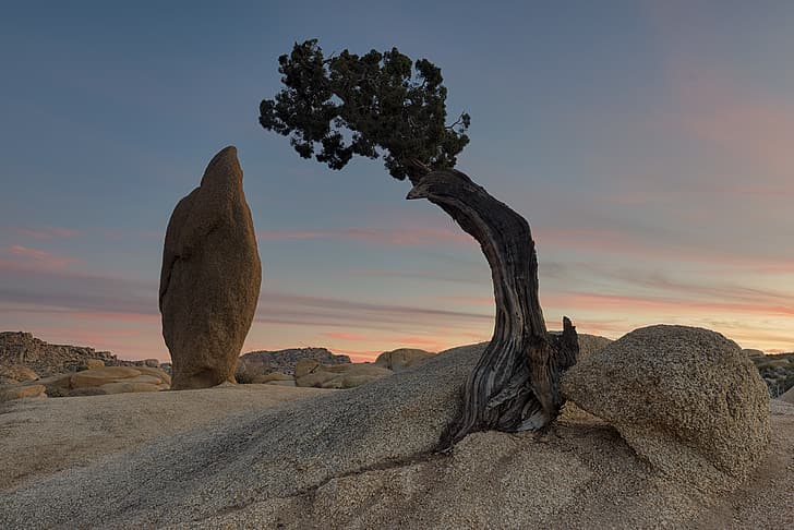 Park Narodowy Joshua Tree, drzewo jałowca, Kalifornia, fotografia, zachód słońca, formacja skalna, sosny, krajobraz, Tapety HD