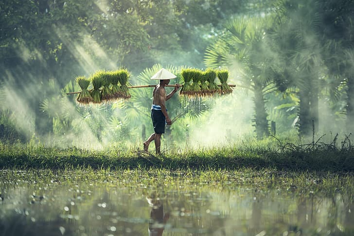 Kambodja, män, Agro (växter), solstrålar, sidovy, reflektion, HD tapet