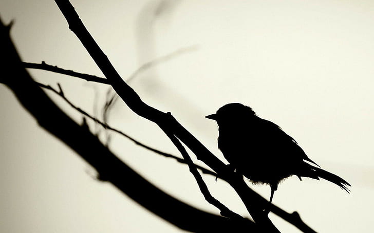 schattenbild, einfach, vögel, makro, weißer hintergrund, HD-Hintergrundbild