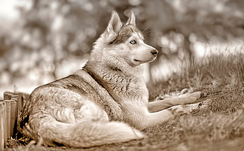 vuxen sibirisk husky, djur, blick, pose, hund, blå ögon, sibirisk husky, HD tapet HD wallpaper