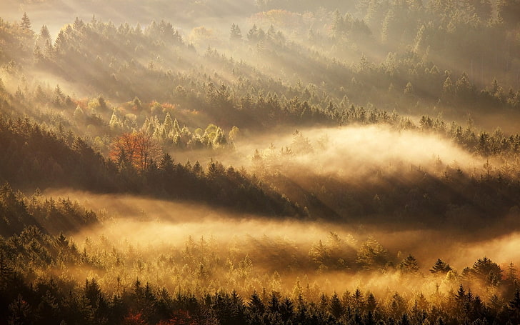 fog covered forest, aerial photography of trees, nature, landscape, mist, fall, forest, sun rays, trees, morning, HD wallpaper