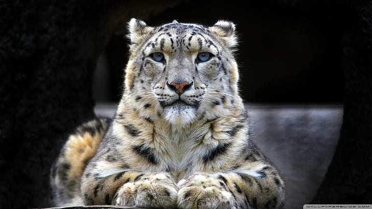 leopardos da neve, grandes felinos, animais, leopardo (animal), HD papel de parede