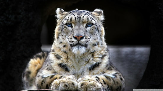 leopardos da neve, grandes felinos, animais, leopardo (animal), HD papel de parede HD wallpaper
