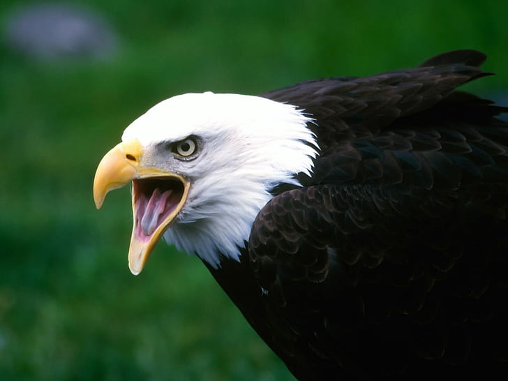 Screaming Eagle, eagle, screaming, HD wallpaper