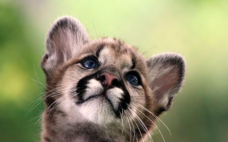 baby, cub, Puma, mountain lion, Cougar, HD wallpaper