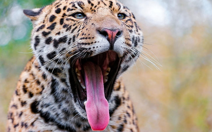 adult brown, black, and white leopard, leopard, yawning, tongue, eyes, predator, HD wallpaper