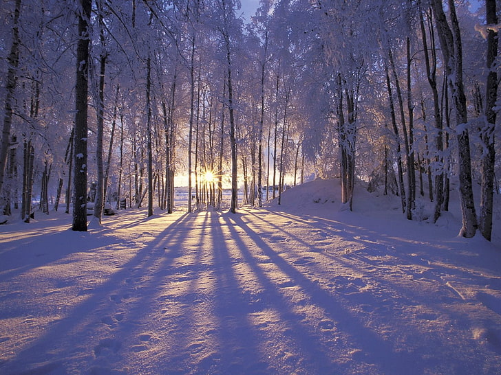 бялолистни дървета, слънце, сутрин, дърво, дървета, сенки, сняг, зима, HD тапет