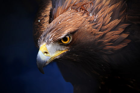 นกอินทรีสีน้ำตาลพื้นหลังนักล่าจะงอยปาก Golden Eagle, วอลล์เปเปอร์ HD HD wallpaper