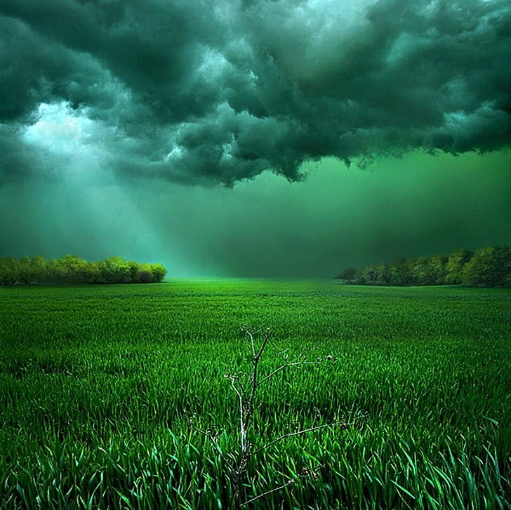 трева трева поле, облаци, поле, слънчева светлина, буря, трева, храсти, зелен, пейзаж, природа, небе, HD тапет
