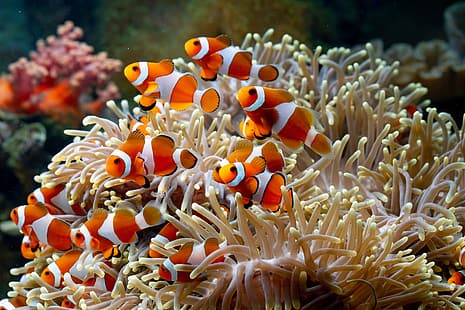  fish, coral, clownfish, sea anemones, colorful, orange, sea, HD wallpaper HD wallpaper