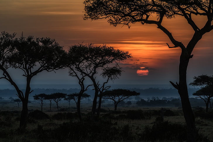 Tierra, Salida del sol, África, Amanecer, Colina, Sabana, Tanzania, Árbol, Fondo  de pantalla HD | Wallpaperbetter