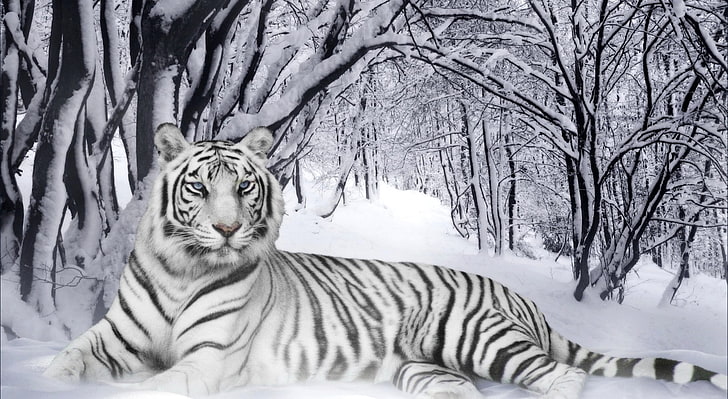 Bengal Tiger, albino tiger, Animals, Wild, Winter, Tiger, Snow, white tiger,  HD wallpaper | Wallpaperbetter