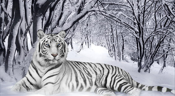 النمر البنغالي ، النمر الأبيض ، الحيوانات ، البرية ، الشتاء ، النمر ، الثلج ، النمر الأبيض، خلفية HD HD wallpaper