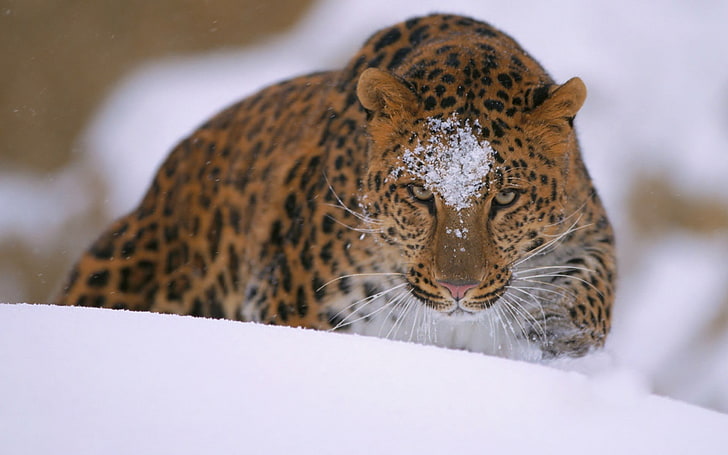 marrom e preto leopardo impressão têxtil, neve, animais, leopardo (animal), HD papel de parede