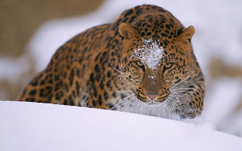 marrom e preto leopardo impressão têxtil, neve, animais, leopardo (animal), HD papel de parede HD wallpaper