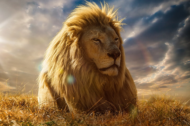 лев на коричневой листовой траве иллюстрации, лев, царь зверей, грива, саванна, HD обои