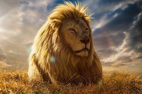 lew na brązowej liściastej trawie ilustracja, lew, król zwierząt, grzywa, sawanna, Tapety HD HD wallpaper