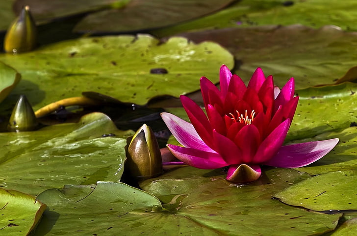 Waterlily, Bud, Water, Leaves, Close up, HD wallpaper