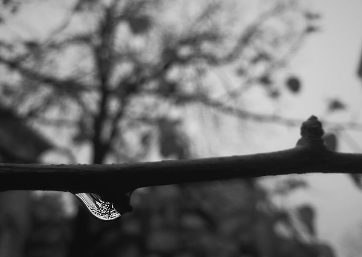 foto em escala de cinza do ramo, monocromático, chuva, gotas de água, de cabeça para baixo, árvores, ramo, turva, proporção áurea, HD papel de parede