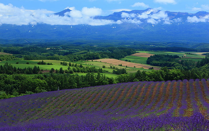 Великолепное лавандовое поле, природа, поля, пурпур, лаванда, цветы, природа и пейзажи, HD обои